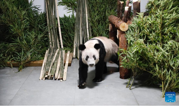 Official image of Ya Ya after arriving in Beijing, seen walking into a brightly lit room surrounded by food, which some Chinese internet users said contrasted with her treatment at the Memphis Zoo. This discrepancy in interpretation, however, was likely just a result of differing staging. 