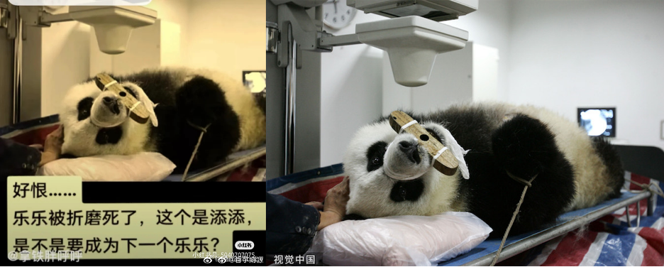 An image supposedly of Tian Tian (left), a panda housed at the Smithsonian National Zoo in Washington, DC, undergoing an examination that required sedation and restraint. The image circulated across Chinese platforms, Weibo, Douyin, and Xiaohongshu, as indicated by the watermarks. The original photo (right), however, was of a different panda in Fujian province undergoing a physical exam in 2005; Tian Tian moved to the United States in 2000. 